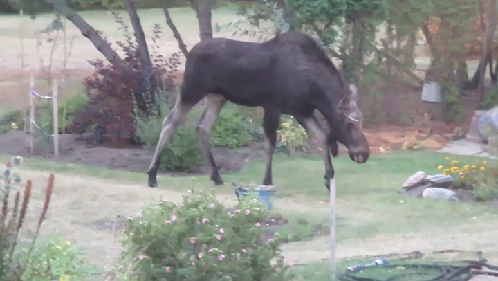 WATCH A CURIOUS AND HUNGRY MOOSE SEARCH FOR A SNACK IN THIS BACKYARD