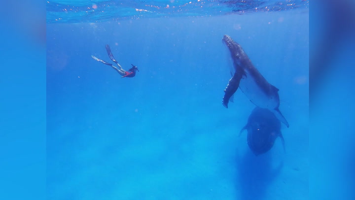Couple's amazing encounter with a group of humpback whales