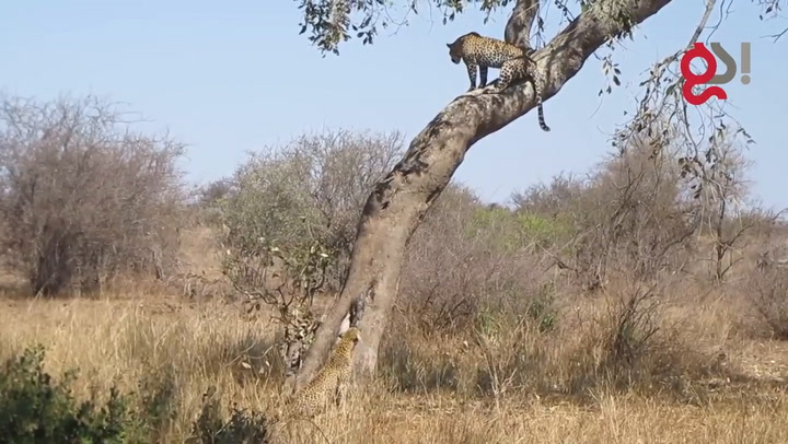 Dos leopardas se traban en una feroz pelea sobre un árbol - Fuente: YouTube GS Features
