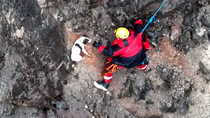 Stranded dog wags tail whilst being rescued from cliff face after falling into quarry