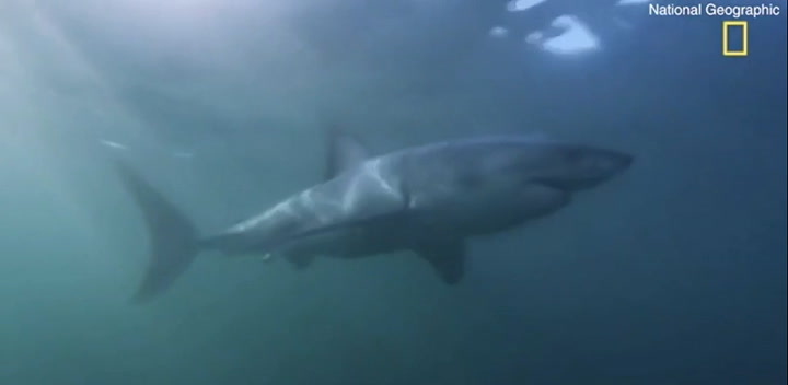 Tiburón blanco ataca y ahoga a una ballena jorobada en Sudáfrica