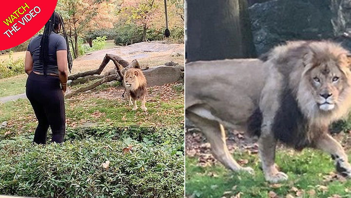 Woman climbs into lion enclosure at Bronx zoo before waving her hands and  dancing - Mirror Online