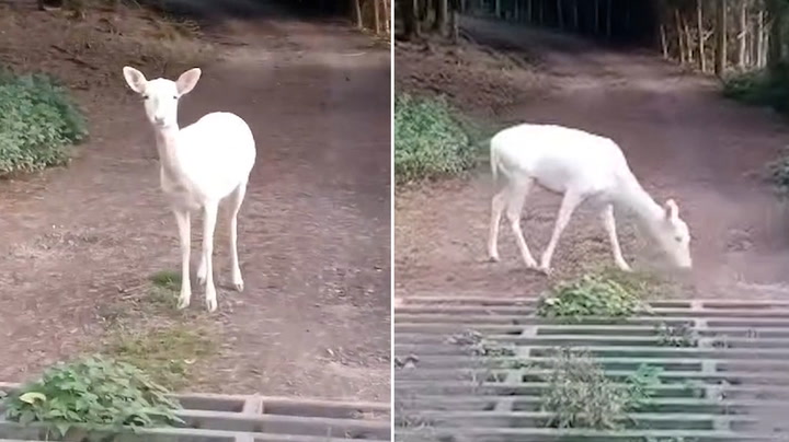 Rare white deer spotted in UK countryside by university student on fishing trip