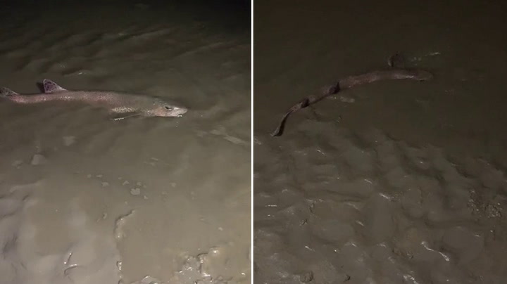 Brother and sister find shark washed up on beach near Blackpool