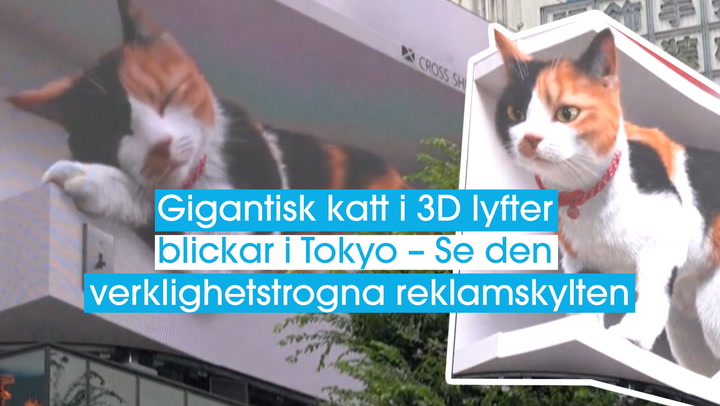 Gigantisk katt i 3D lyfter blickar i Tokyo – Se den verklighetstrogna reklamskylten