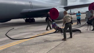 Massive alligator blocks plane at Air Force base in Florida