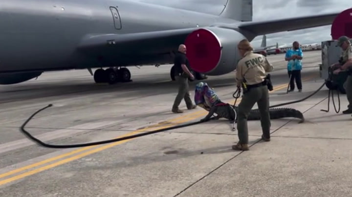 Colossal alligator halts Florida Air Force plane