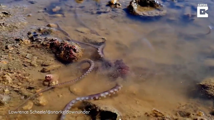 Observaron un pulpo con los tentáculos más largos del mundo en Australia
