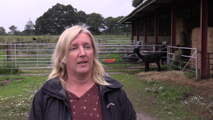 Alpaca owner calls for Boris Johnson to intervene as execution looms
