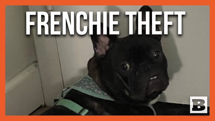 Dog Theft! Man Breaks Into Home and Steals French Bulldog