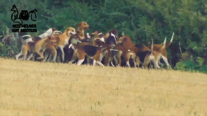 Disturbing footage shows the moment a pack of crazed hounds appeared to savage a fox to death during a hunt