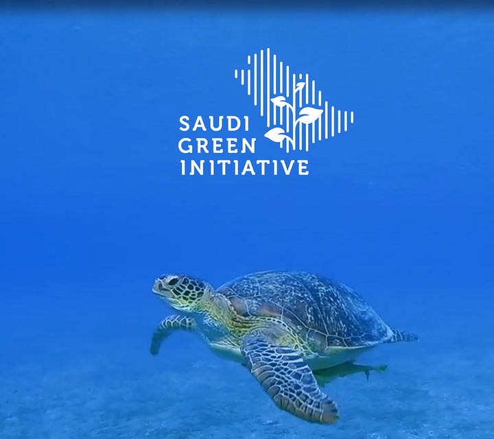 The fight to save sea turtles in Ras Baridi
