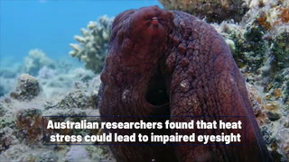 Octopuses could go blind due to global warming, researchers say