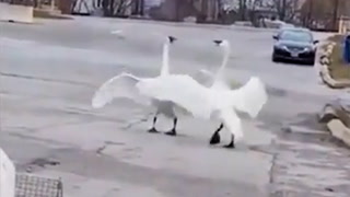 'Magical' reunion of Toronto swan pair goes viral