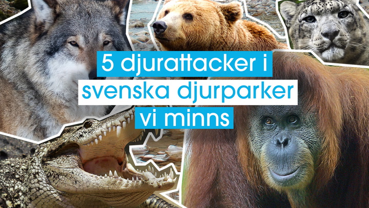 5 djurattacker i svenska djurparker vi minns