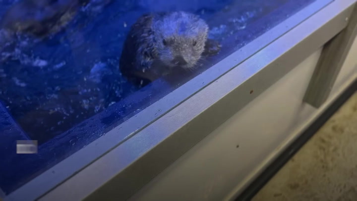 Bristol S  Otter Woman  Brought To Tears As She Meets Sea Otters At Sea Life Birmingham Original Video M243684