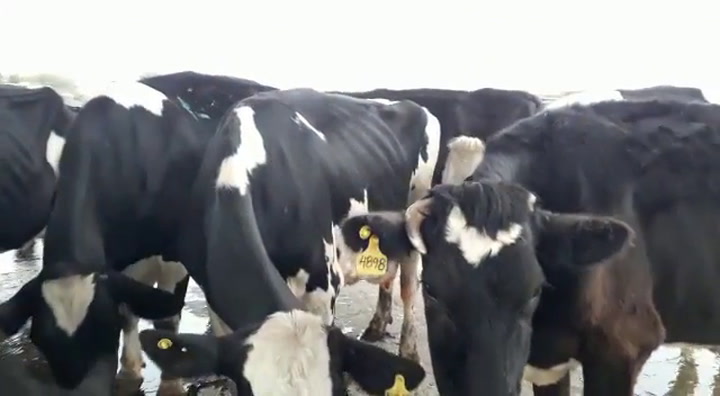 Vacas productivas en Gualeguay con destino a un frigorífoco