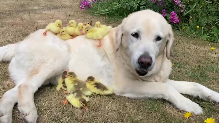 Labrador adopts a brood of 15 orphaned ducklings