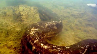 Video: Oppdaget verdens største slange