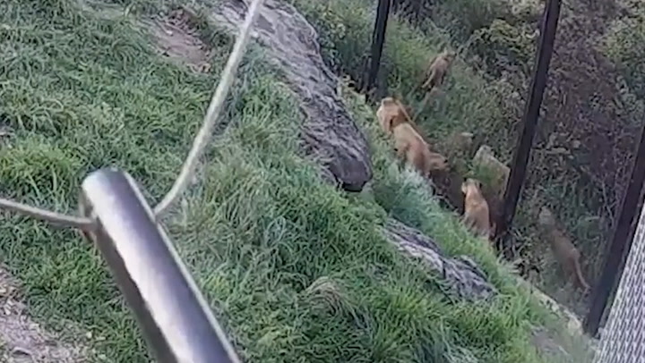Moment five lions escape Australian zoo shown in new CCTV footage