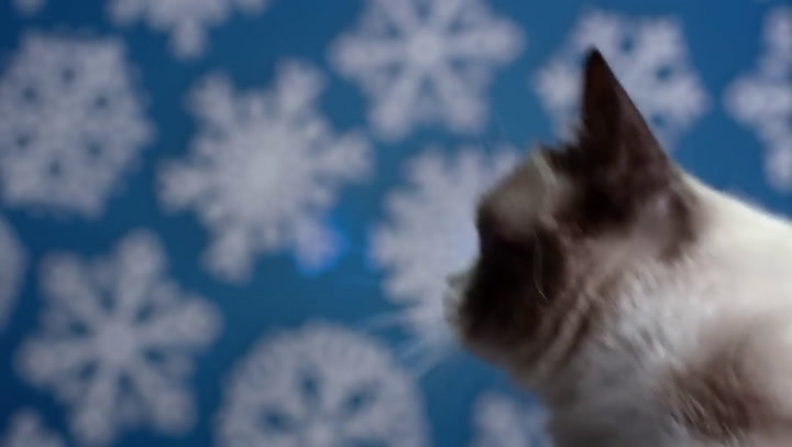 Trailer de la película navideña de Grumpy Cat