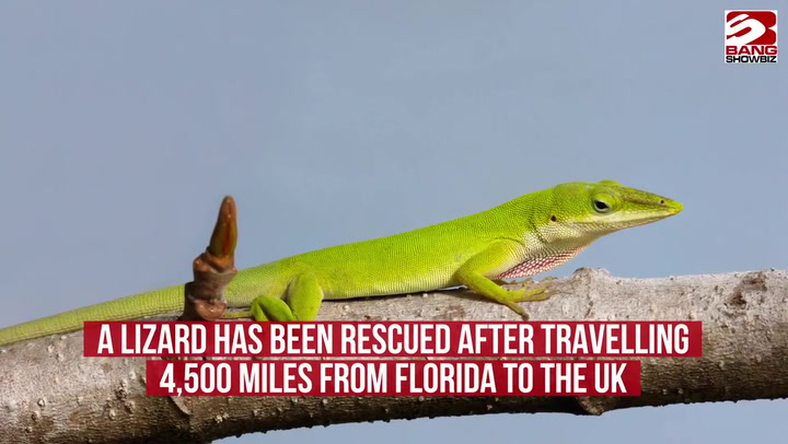 Lizard rescued after making 4,500-mile journey to the UK
