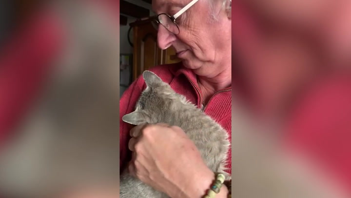 Cat reunites with owners after travelling 280 miles to old home