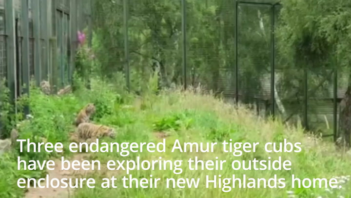 Endangered Amur tiger cubs take first steps outside in Scotland