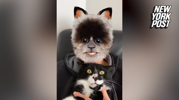 canvas Winst Defilé Pet's reaction to owner using cat-face filter cracks up TikTok