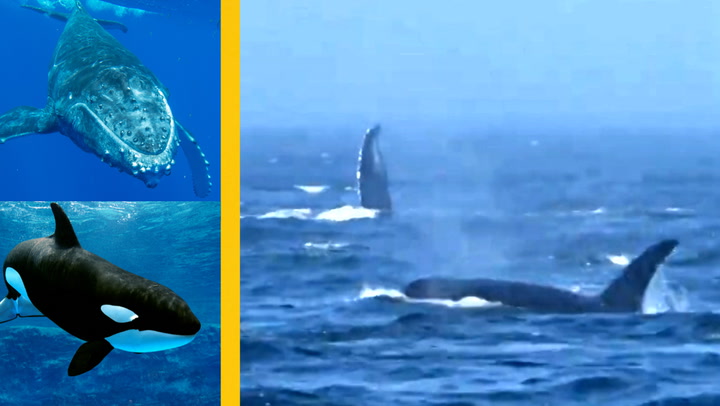 ORCAS FACE OFF WITH HUMPBACKS IN WILD TOURIST VIDEO
