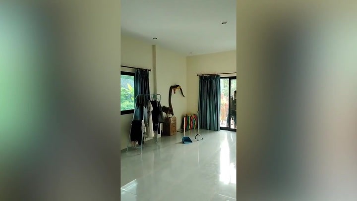 Giant 12-foot-long king cobra emerges in family's living room | Lifestyle | Independent TV