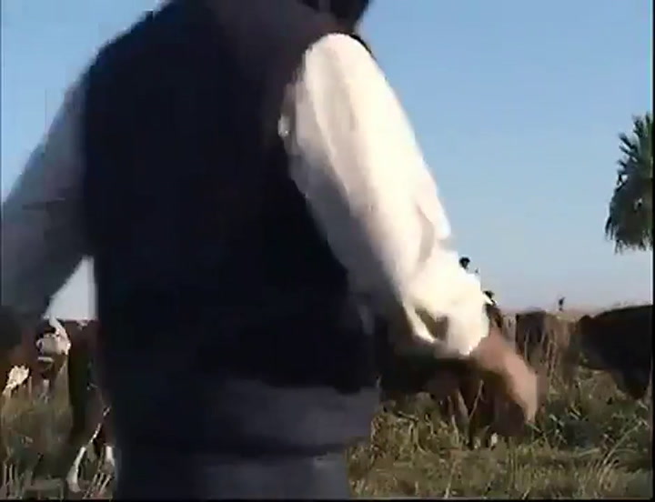 Un veterinario fue embestido por una vaca en medio de una entrevista televisiva