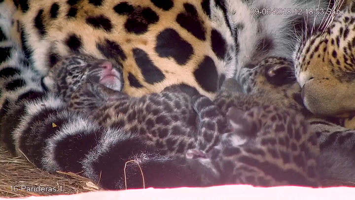 Crías de yaguareté durmiendo junto a su madre
