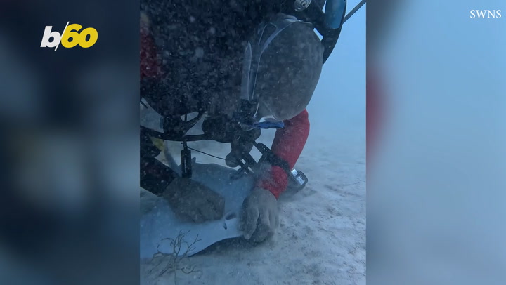 Frightened Stingray Saved By Good Person Diving By