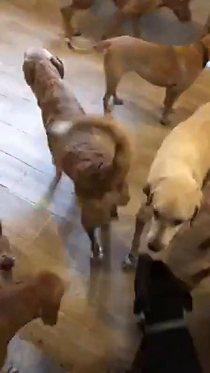 La reacción de los perros al iniciarse la lluvia