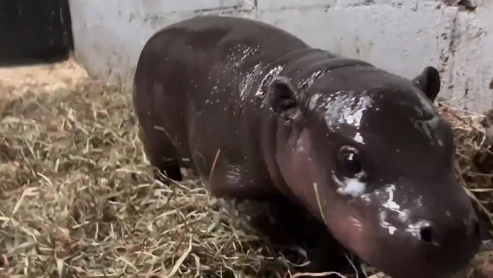 Endangered pygmy hippo calf born in Virginia zoo takes its first steps