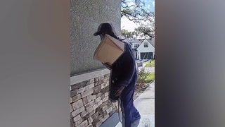 Florida porch pirate caught running off with parcel on doorbell camera