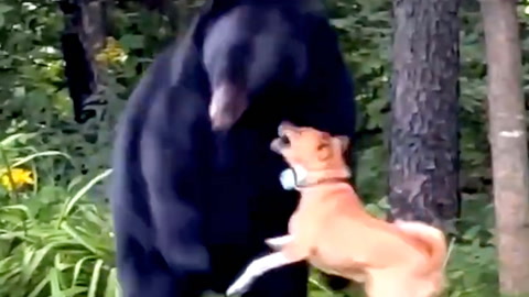 Video: Skal skremme bort bjørnen 