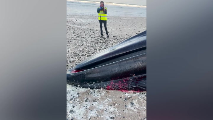 Huge whale washes up on Newquay beach