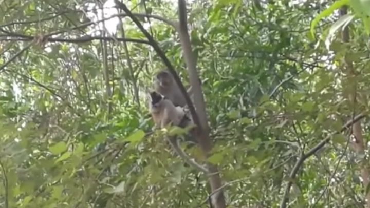 Wild monkey ‘kidnaps’ puppy for three days until rescue