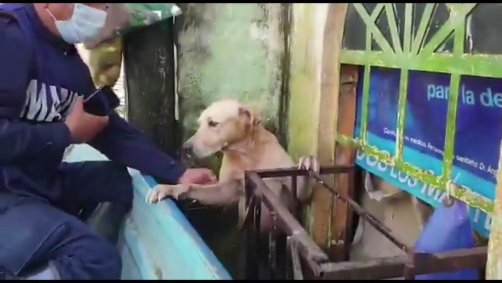 Emotivo: el rescate de un perro atrapado en las inundaciones de México