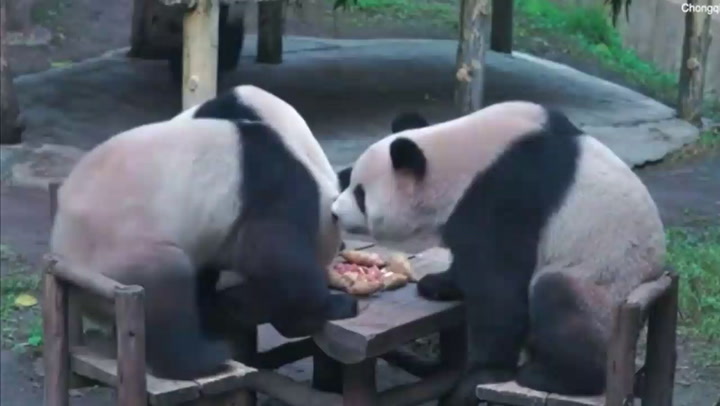 Así se alimentan los pandas en el zoológico de Chongqing