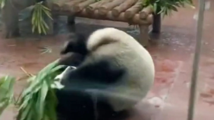 Adorable giant panda excitedly somersaults around enclosure in south China zoo