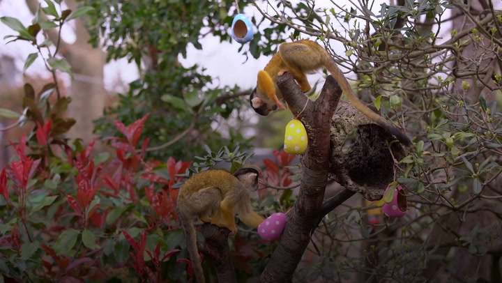 Tigers, meerkats and squirrel monkeys take part in an Easter egg hunt at London Zoo