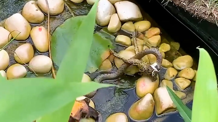 Frog miraculously escapes being eaten by snake in Worcestershire pond