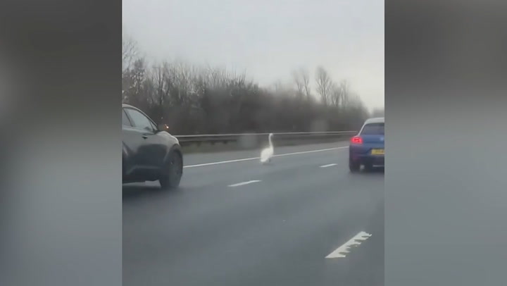 Swan walks into oncoming traffic on M62