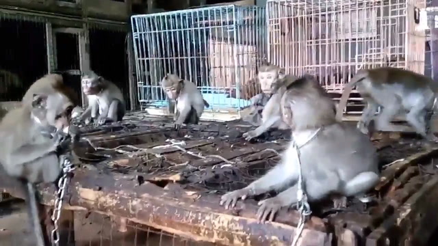 Chained up baby monkeys 'sold illegally in Bali market