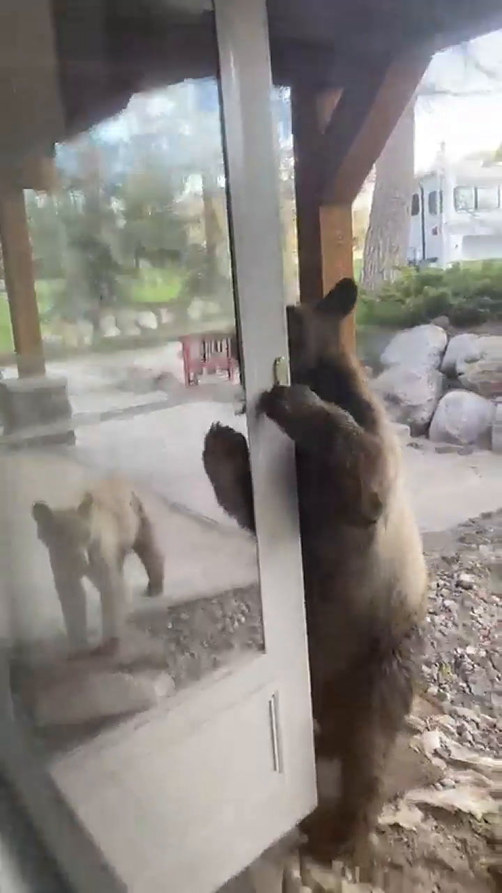 Así fue como un oso abrió la puerta de una casa en Colorado para intentar entrar