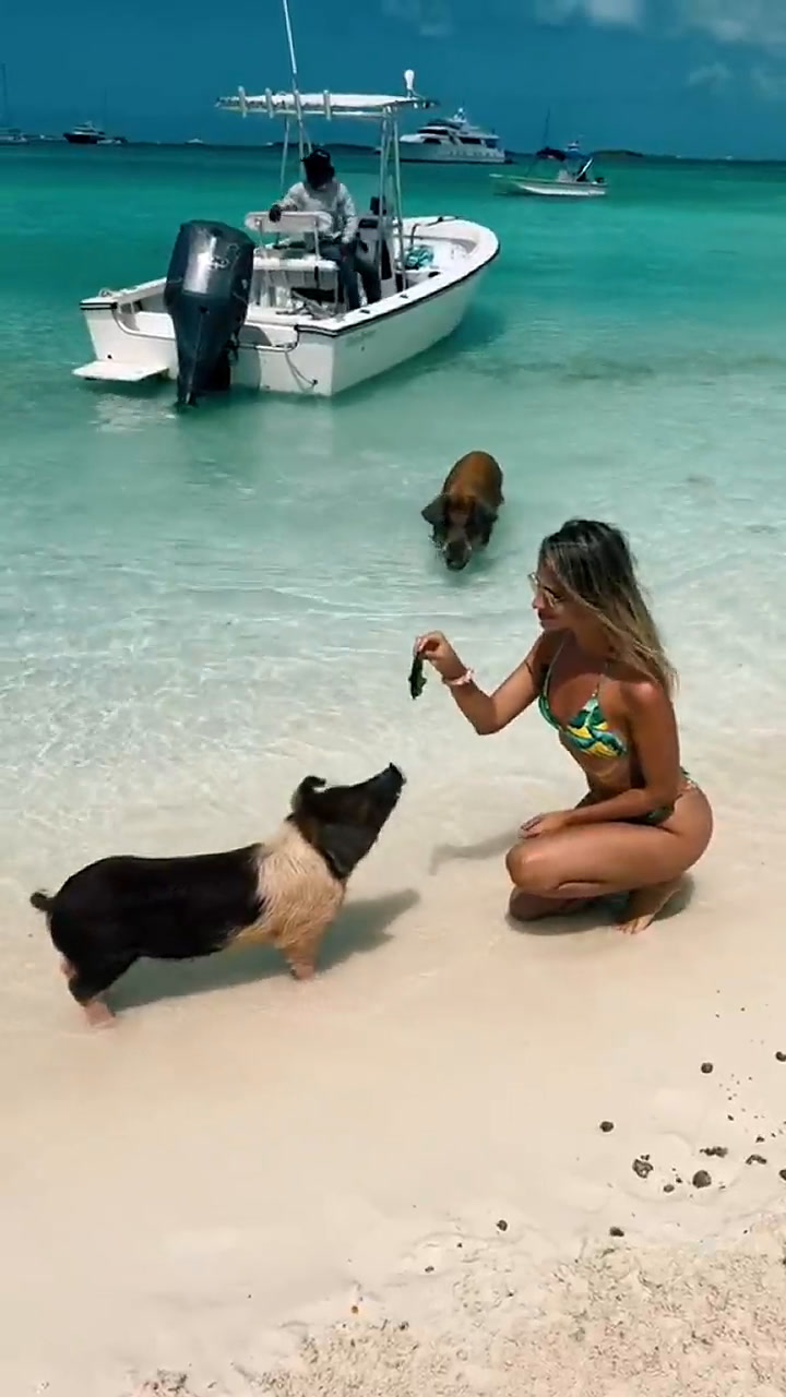 El susto de una mujer al alimentar un cerdo en Bahamas