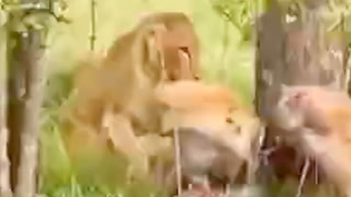 Video: Hyenene ser ikke moren